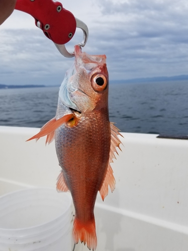 アカムツの釣果