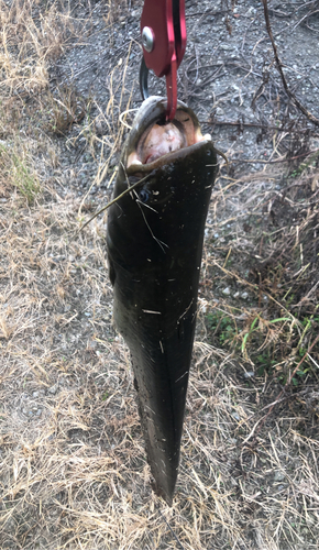 マナマズの釣果