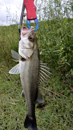 セイゴ（タイリクスズキ）の釣果