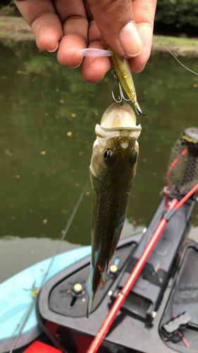 ブラックバスの釣果