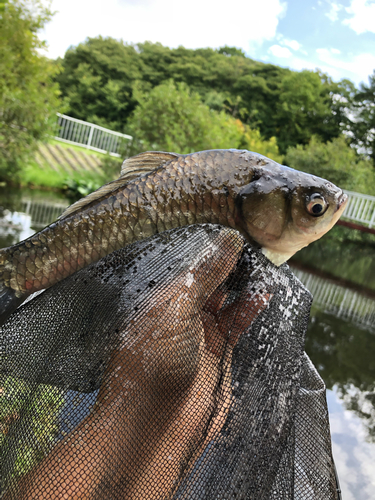 ヘラブナの釣果