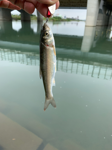 ウグイの釣果