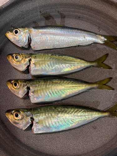 アジの釣果