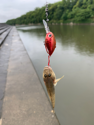 アカハゼの釣果