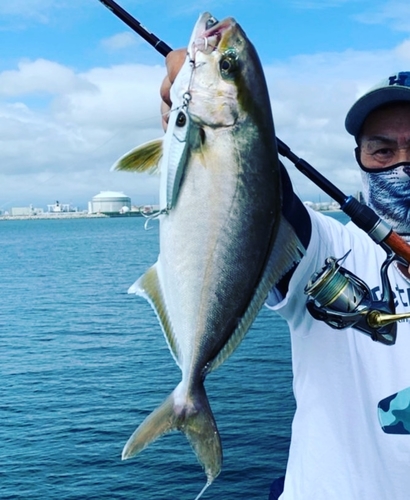 カンパチの釣果