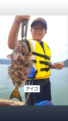 アイゴの釣果