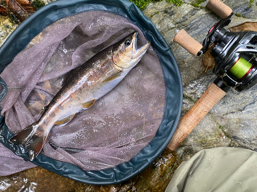 ヤマメの釣果