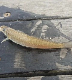 シロギスの釣果