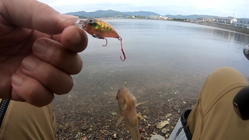 マハゼの釣果