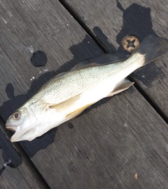 イシモチの釣果