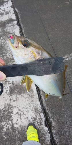 カンパチの釣果