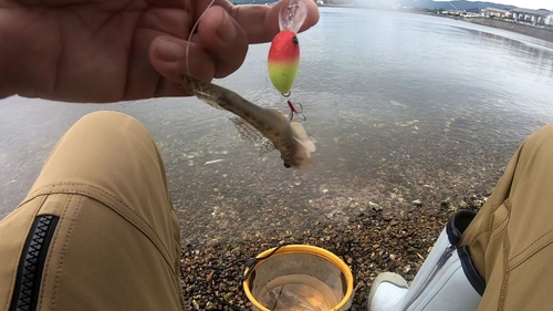 マハゼの釣果