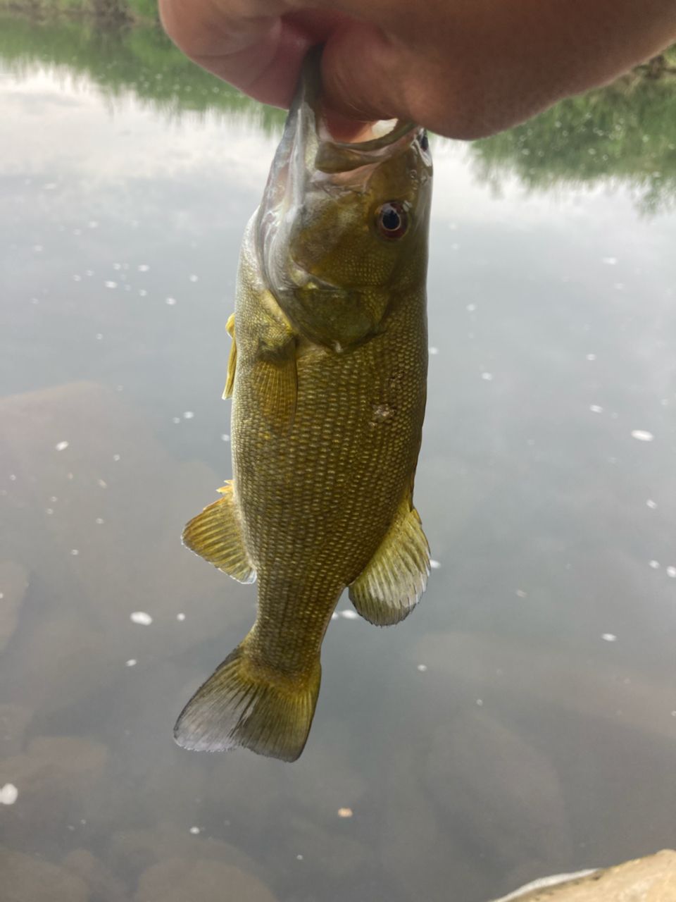 スモールマウスバス