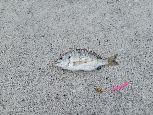 キチヌの釣果