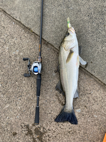 シーバスの釣果