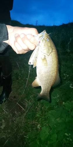 スモールマウスバスの釣果