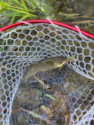 ウグイの釣果