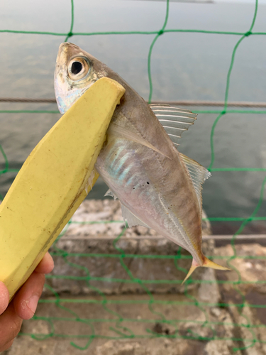 マアジの釣果