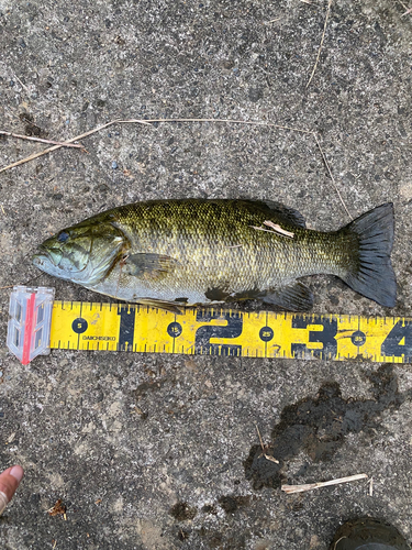 スモールマウスバスの釣果