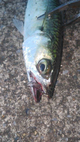 ゴマサバの釣果