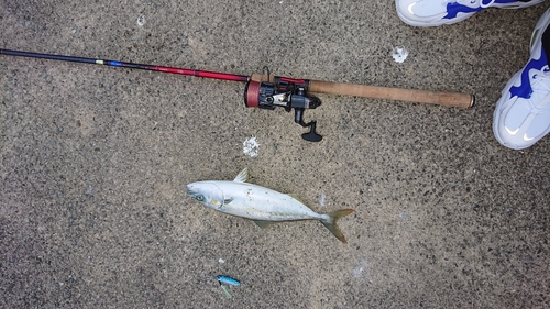 ワカシの釣果