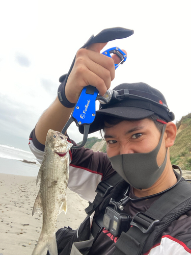 ツバメコノシロの釣果