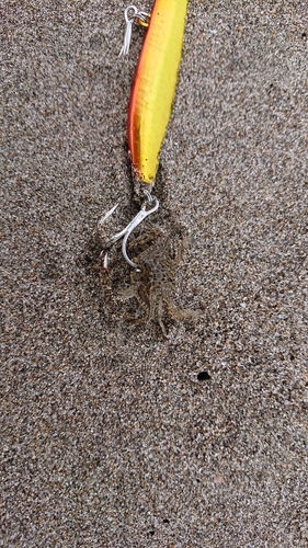 カニの釣果