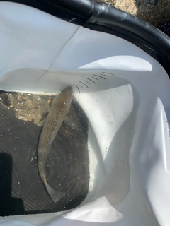 イシモチの釣果