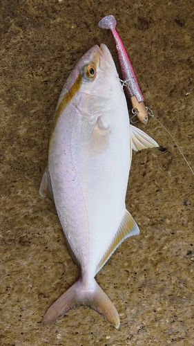 ショゴの釣果