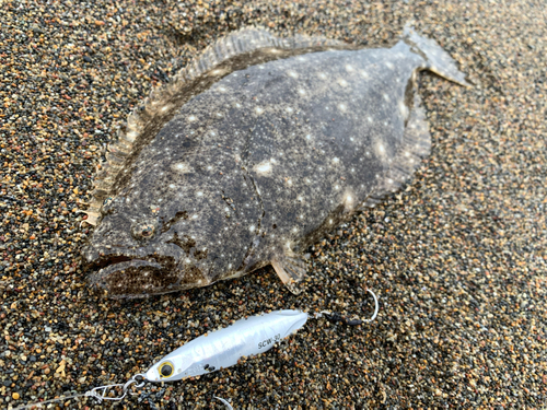 ヒラメの釣果