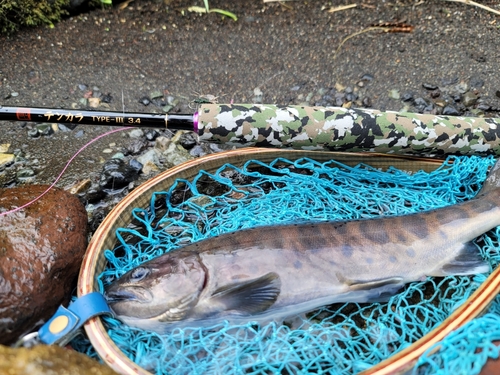 ヤマメの釣果