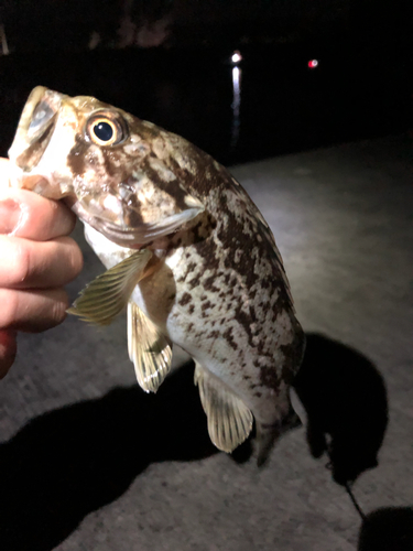 クロソイの釣果