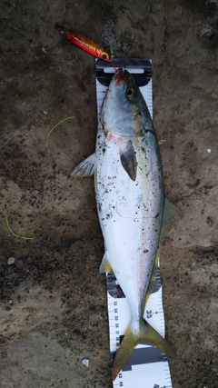 イナダの釣果