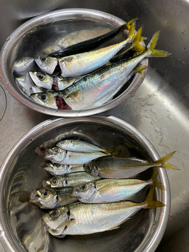 アジの釣果