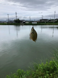 ブルーギルの釣果