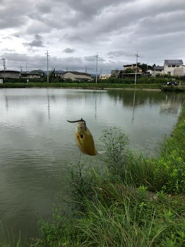 ブルーギルの釣果