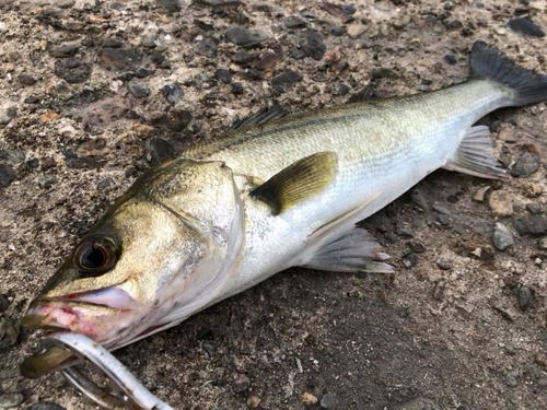 スズキの釣果