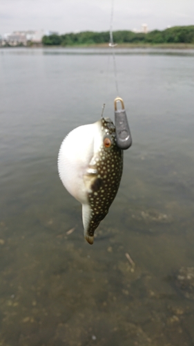 マハゼの釣果