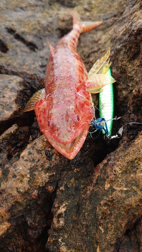 オキエソの釣果