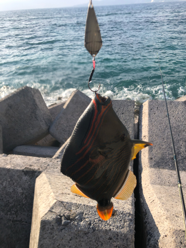 カワハギの釣果