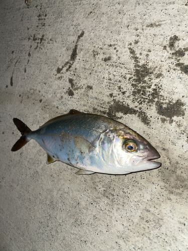 ショゴの釣果