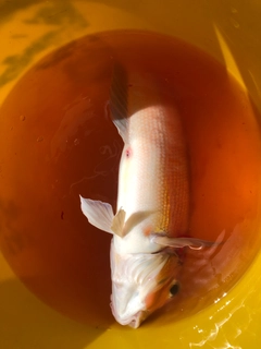 アマダイの釣果