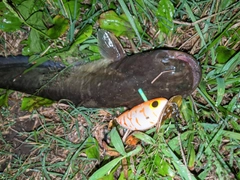 ナマズの釣果