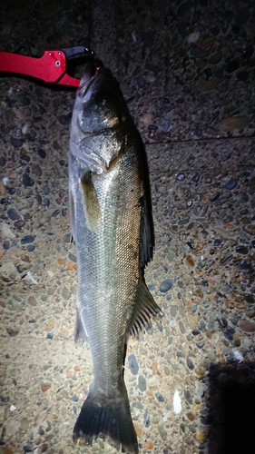 フッコ（マルスズキ）の釣果