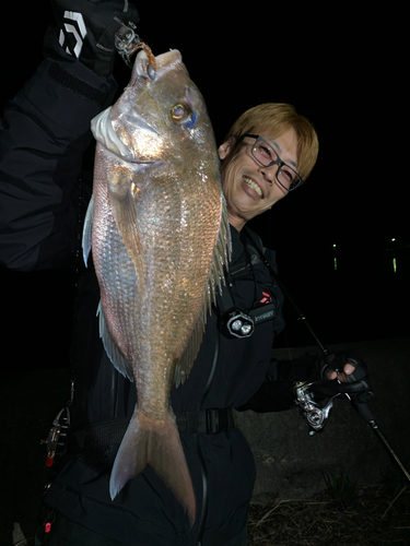 マダイの釣果