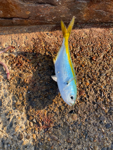 タカベの釣果