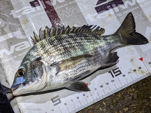 クロダイの釣果