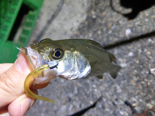 セイゴ（マルスズキ）の釣果