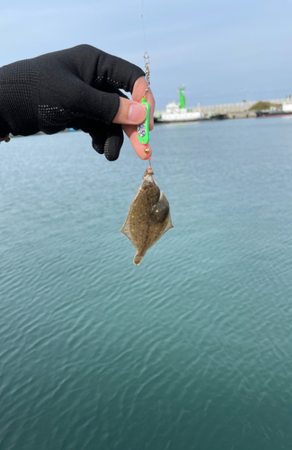 カレイの釣果