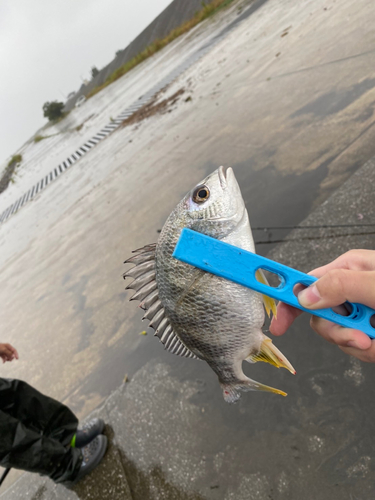 キチヌの釣果